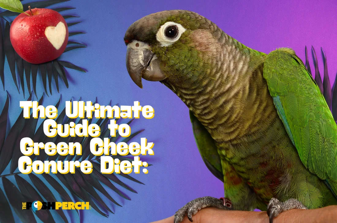Green Cheek Conure diet
