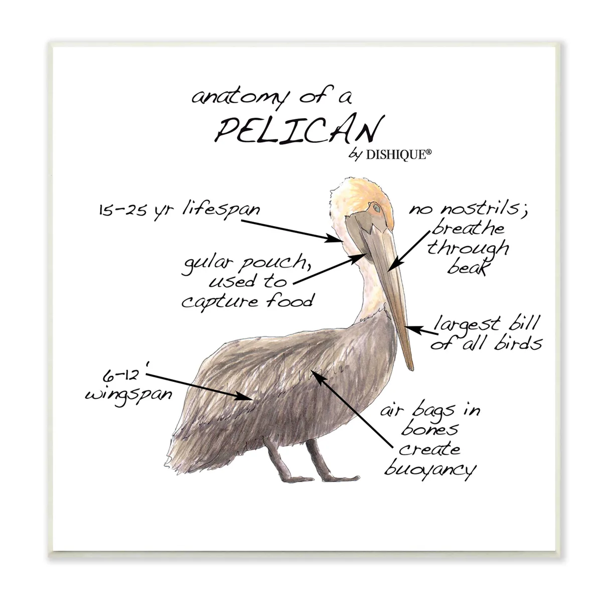 gular pouch