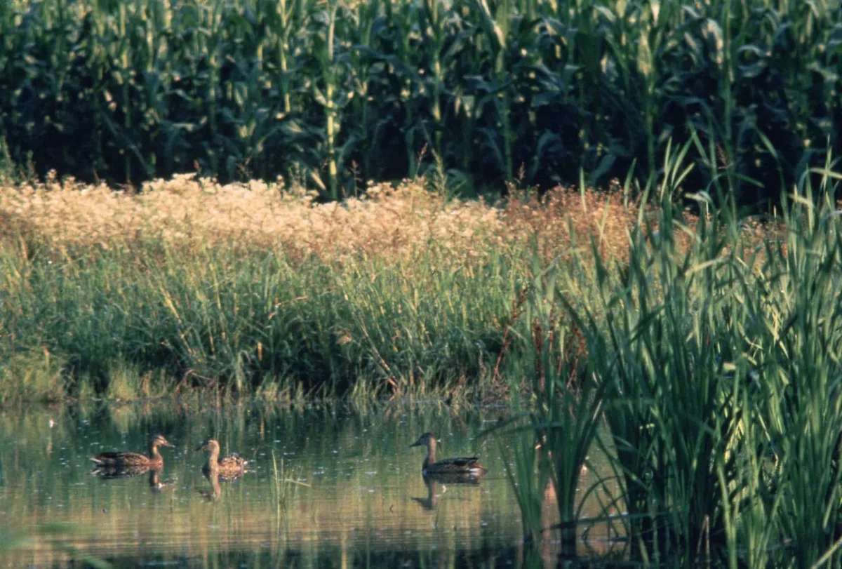 Habitat requirements (wetlands, open water)