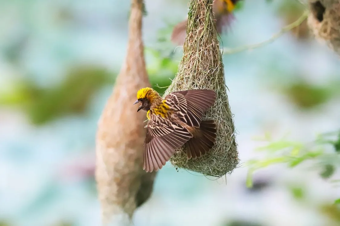 hanging nests (weaver birds, orioles)