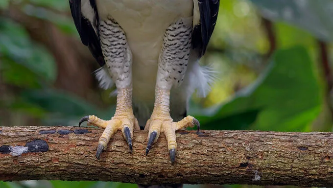 Harpy Eagle