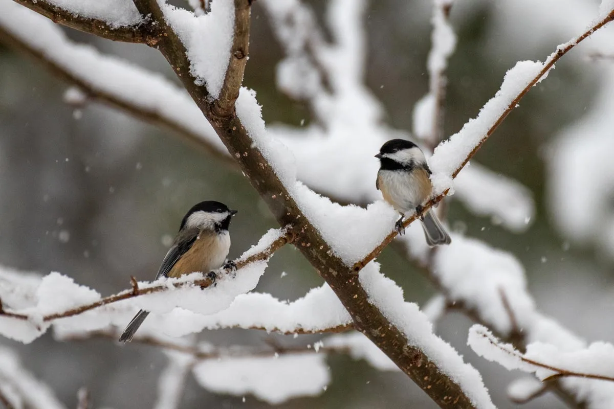 harsh winter survival