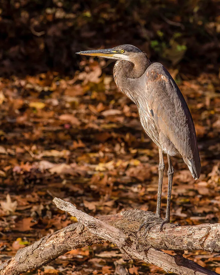 heron lifespan