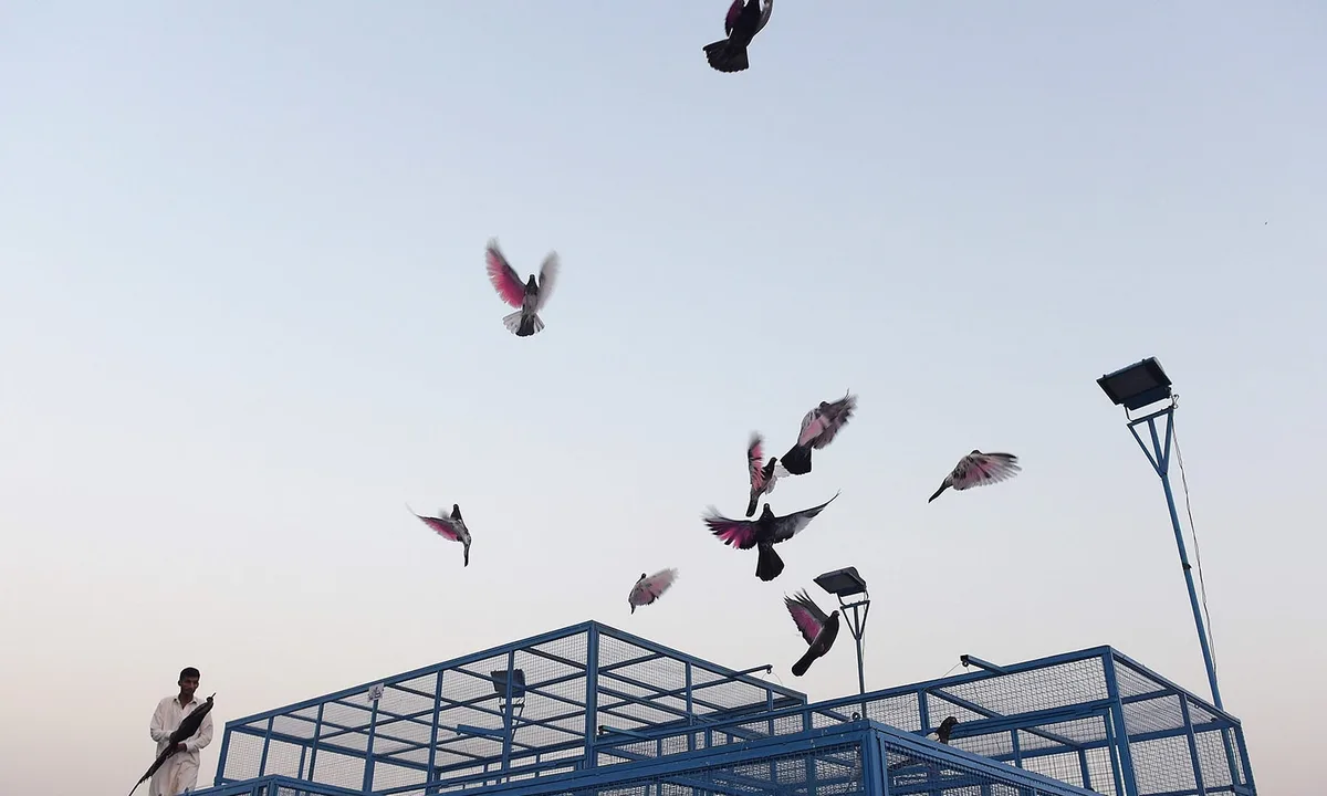 homing pigeon