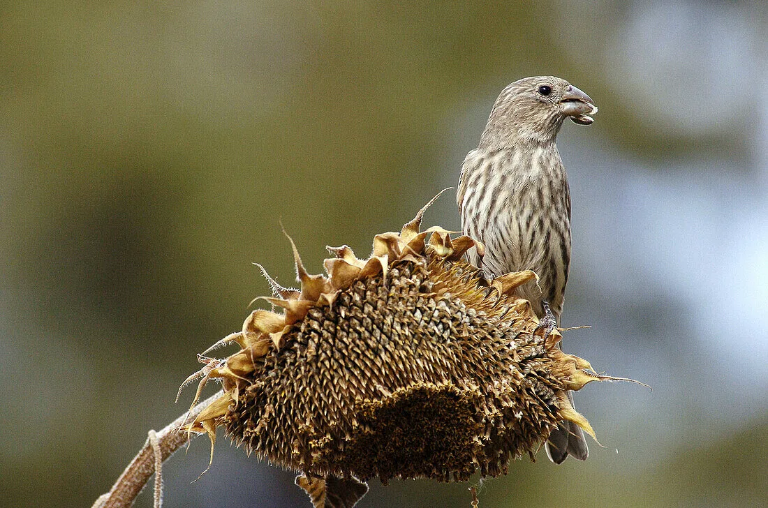 house finch diet