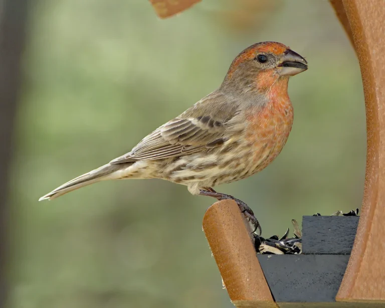 house finch facts