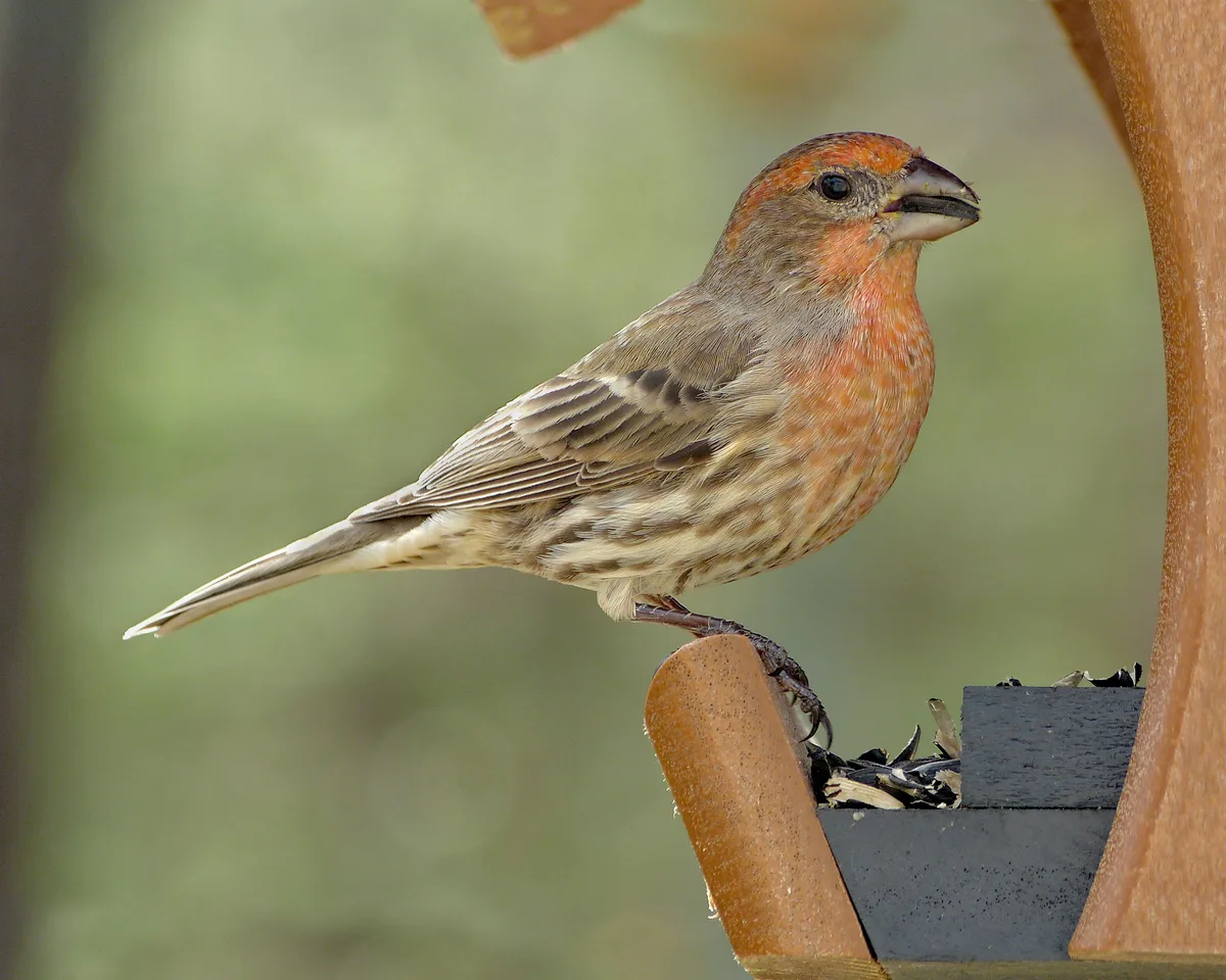 house finch facts