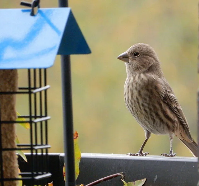 House Finch