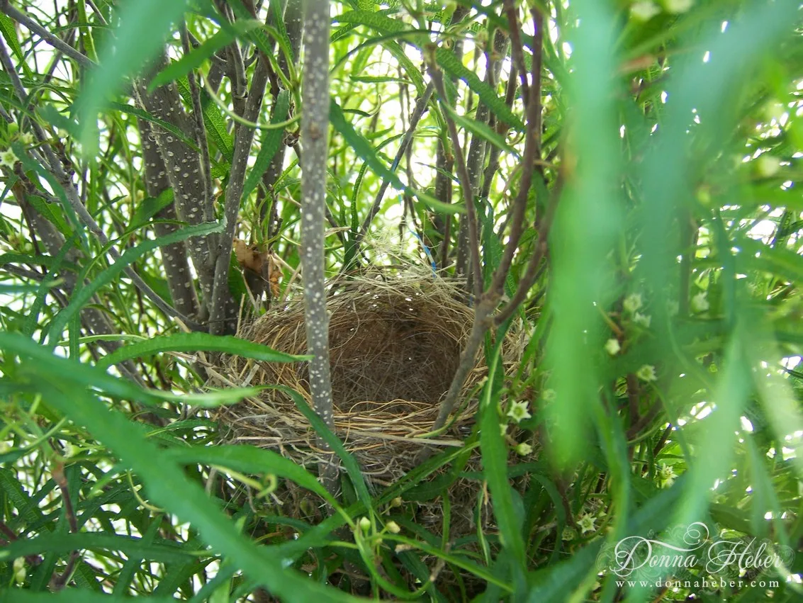 house finch nest