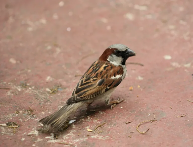 house sparrow facts