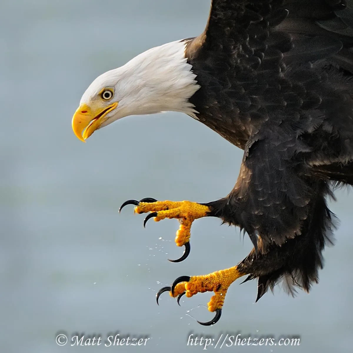 How Bald Eagles Master the Water