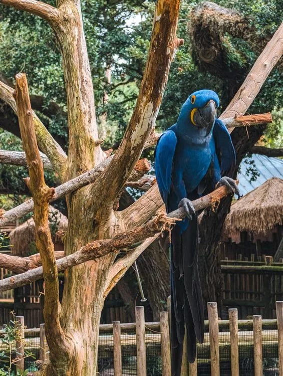 how big can macaws get