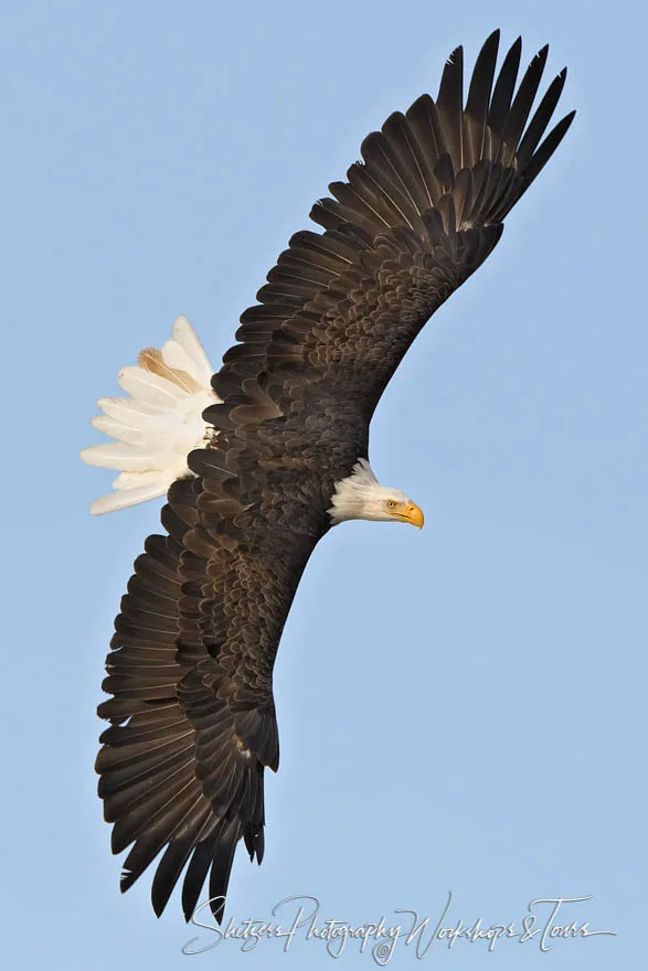 how big do bald eagles get