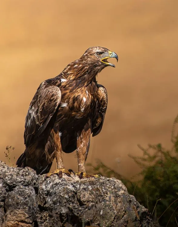 how big is a golden eagle