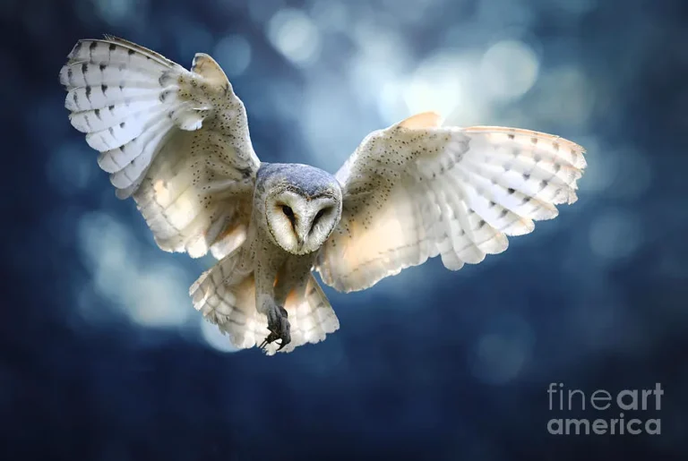 how do barn owls hunt