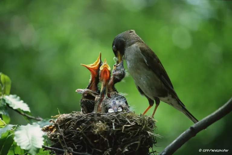 how do birds care for their babies