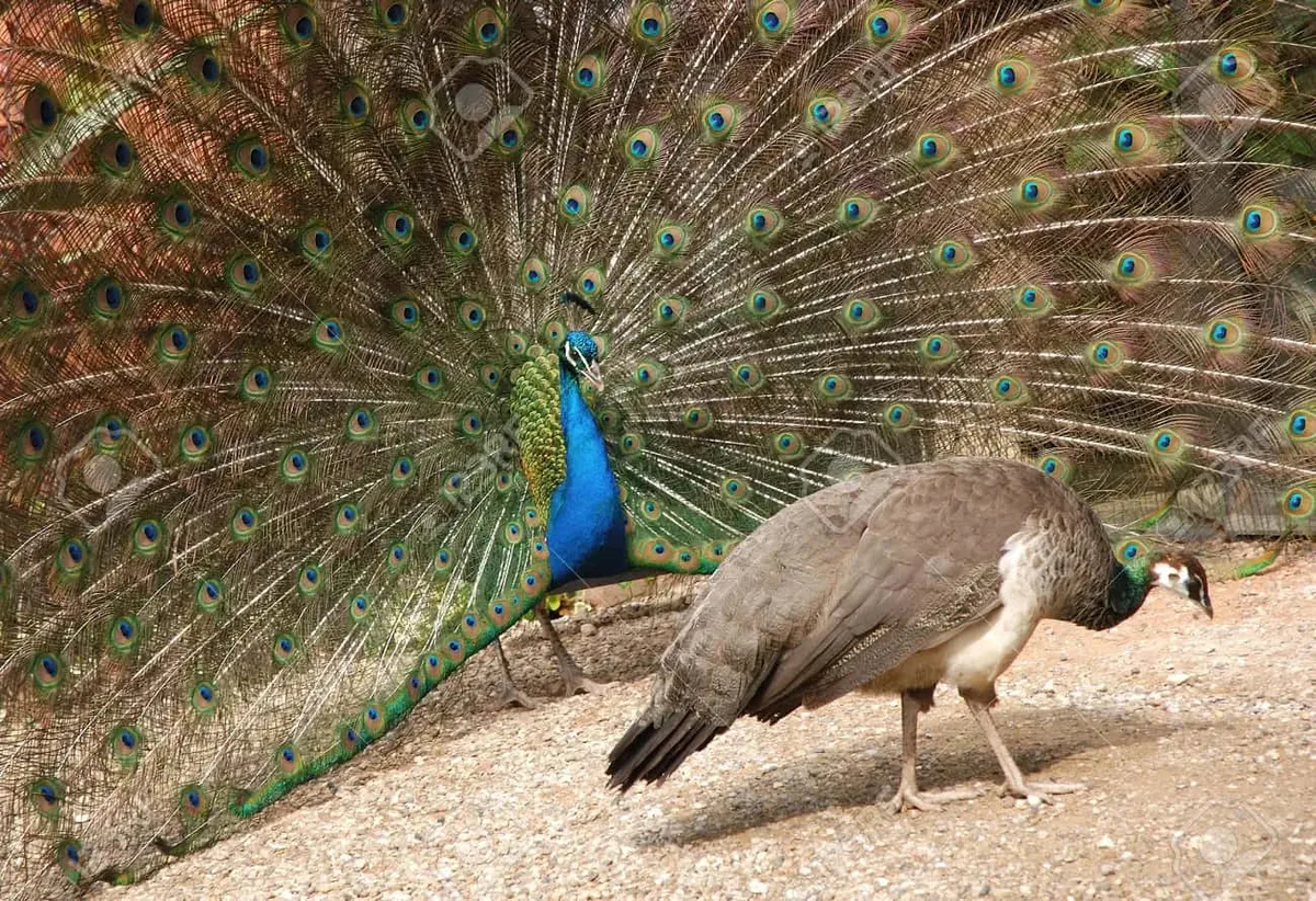 How Do Birds Choose a Mate