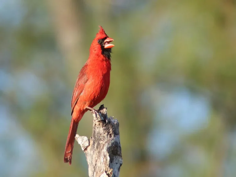 how do birds communicate