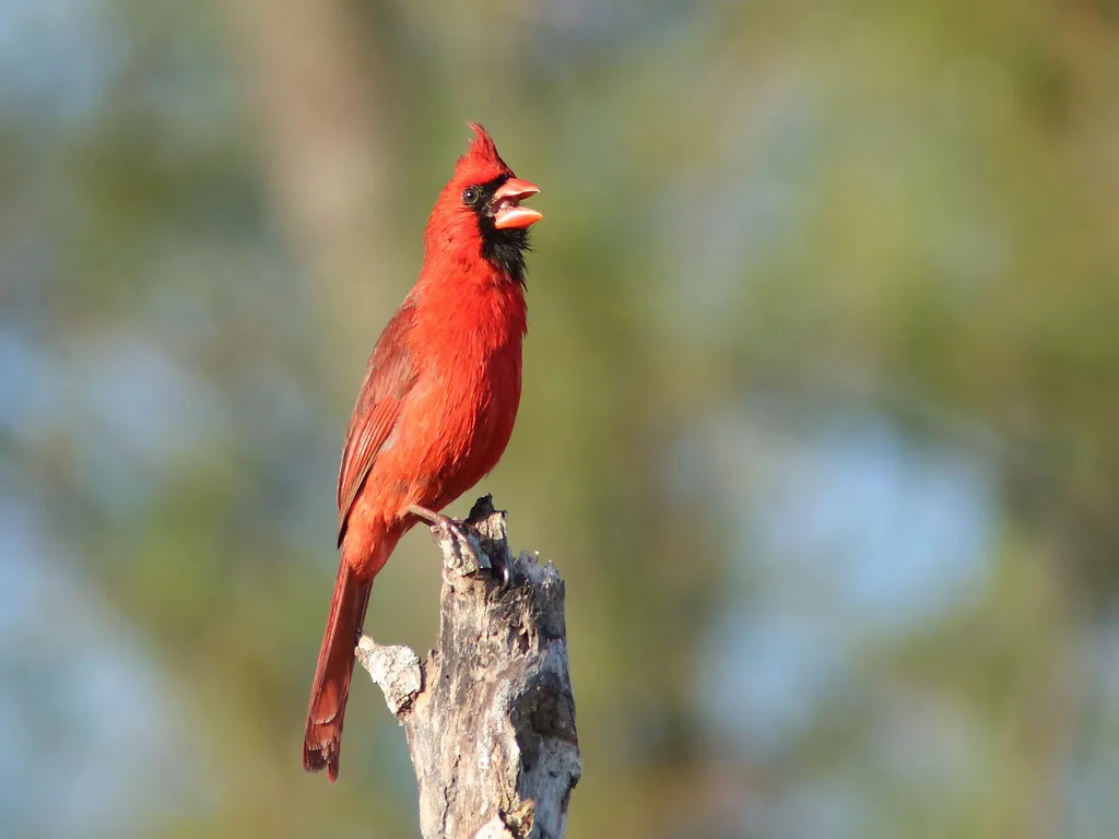 how do birds communicate