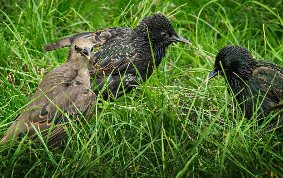 how do birds find food