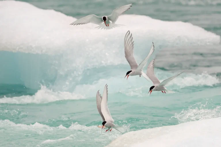 how do birds find their way home