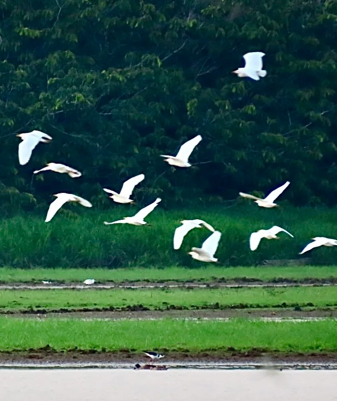 how do egrets catch fish