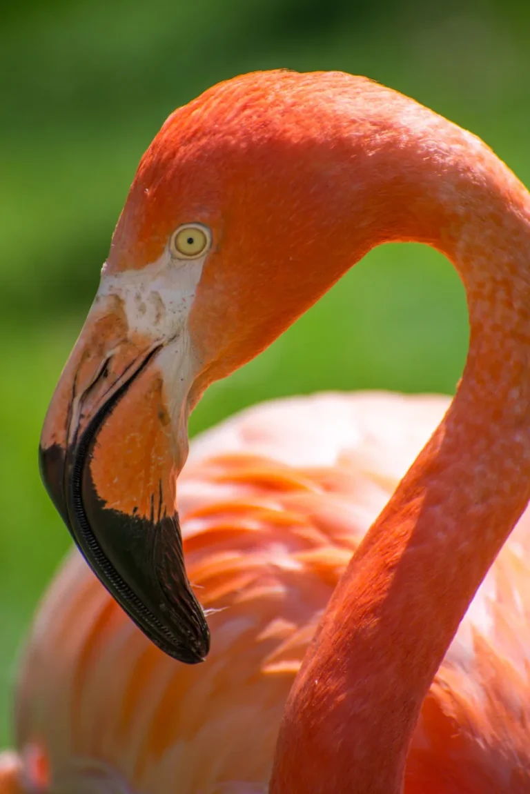 how do flamingos get their pink color