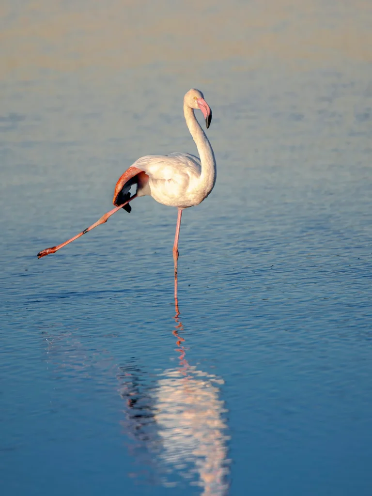 how do flamingos sleep