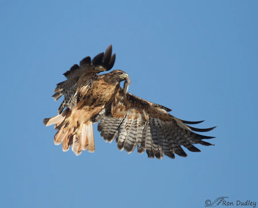 how do hawks hunt