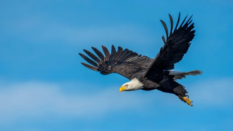 how far can an eagle fly