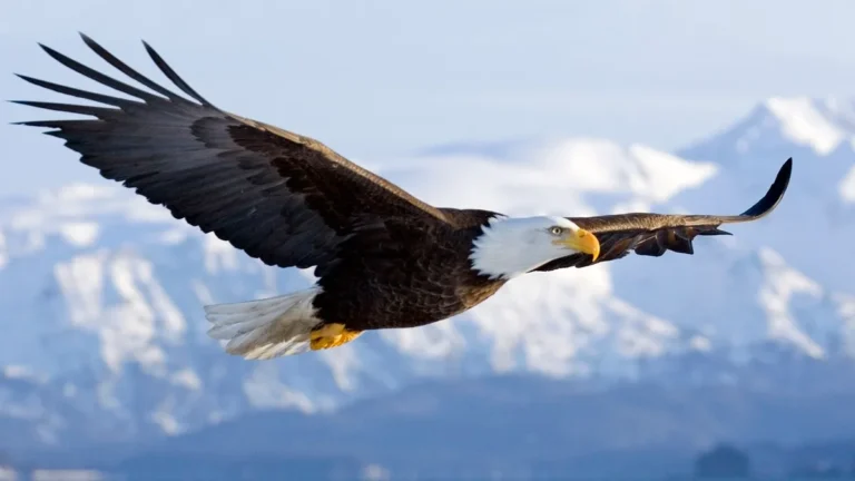 how far can bald eagles see