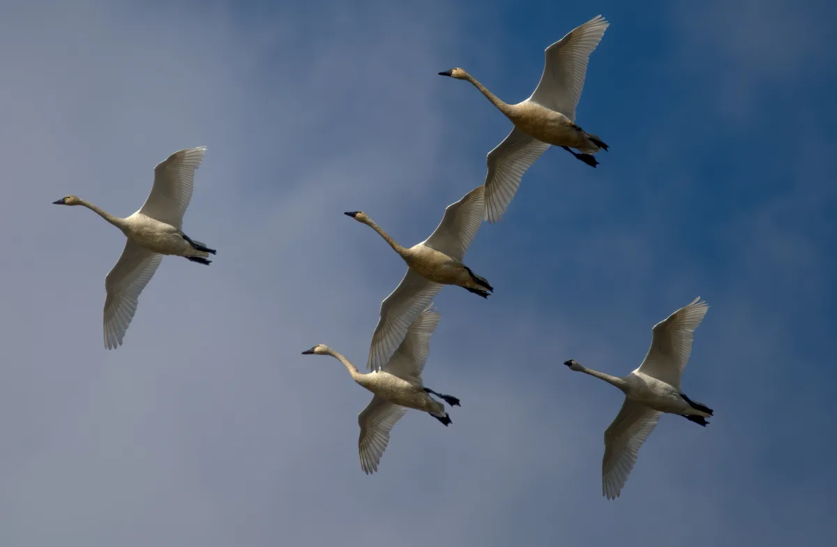 how far can swans fly