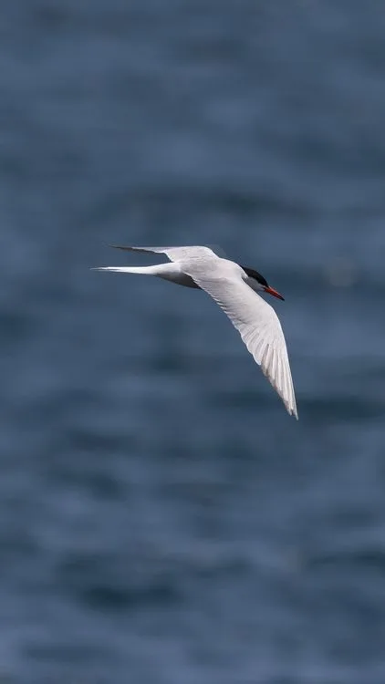 how far do birds migrate
