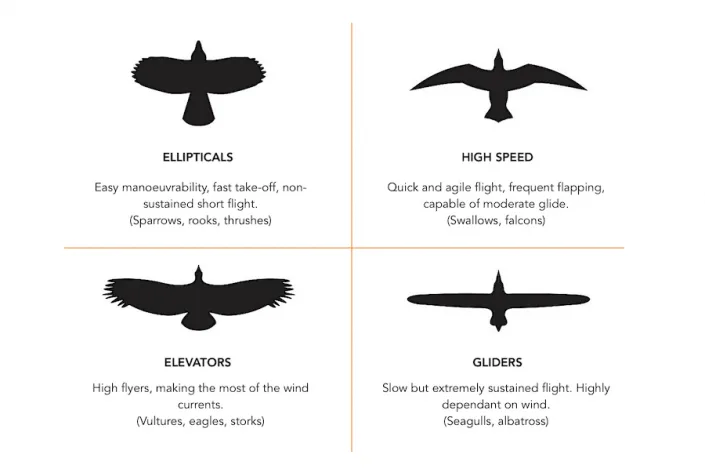 How Fast Can a Falcon Really Fly?