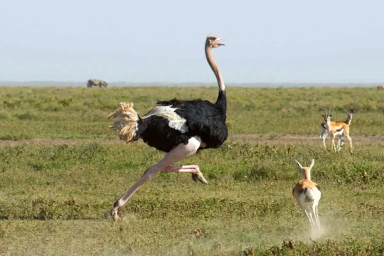 how fast can an ostrich run