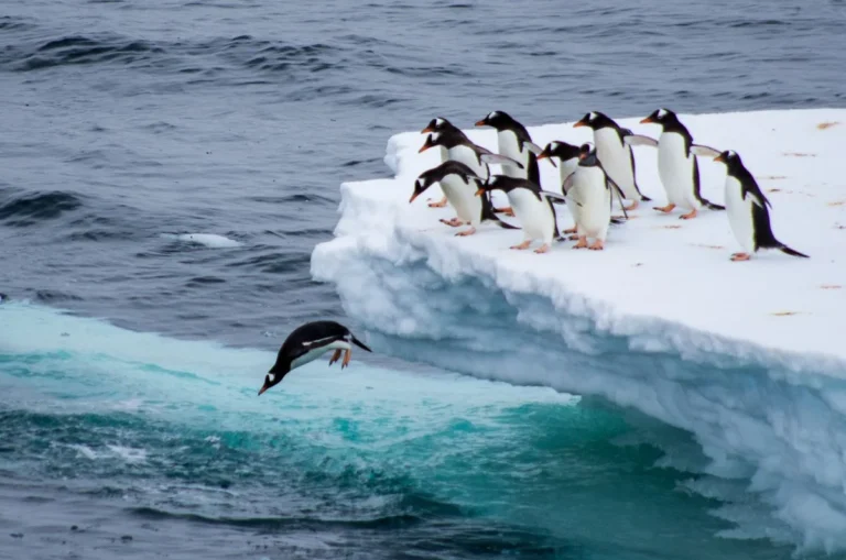 how fast can penguins swim