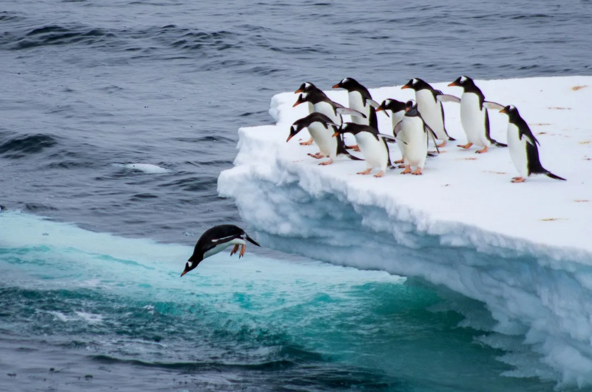 how fast can penguins swim