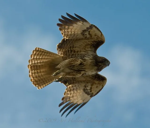 How Hawks Hunt