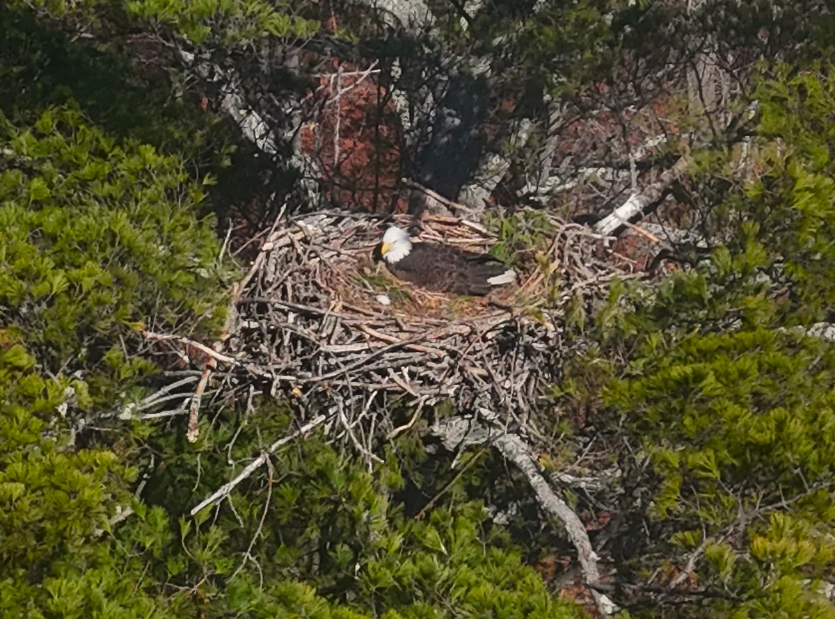 how large is a bald eagle nest