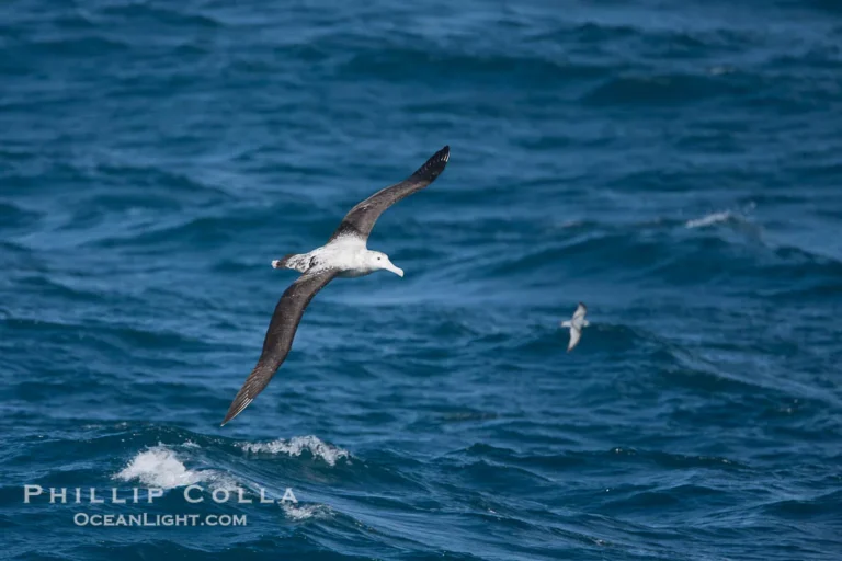 how long do albatrosses live