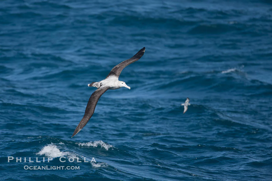 how long do albatrosses live