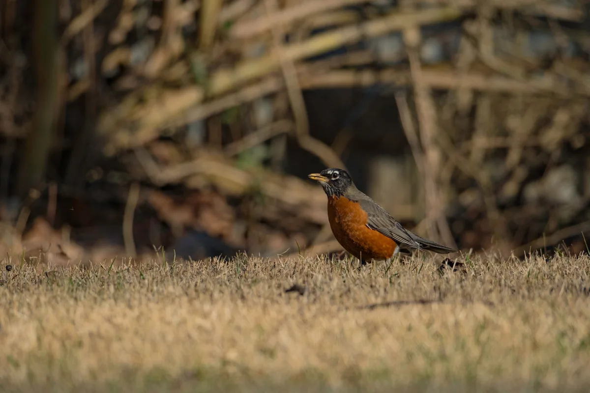 how long do American robins live