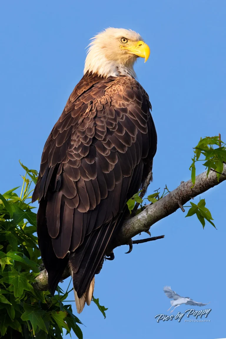 how long do bald eagles live