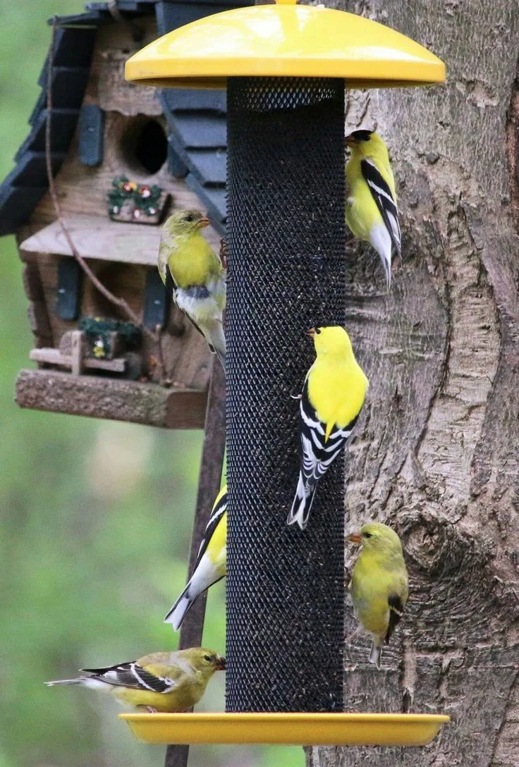 how long do goldfinches live