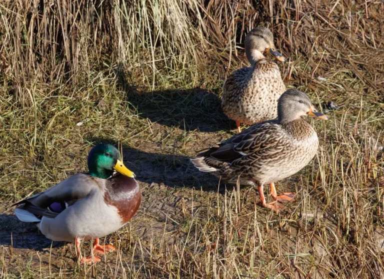 how long do mallard ducks live