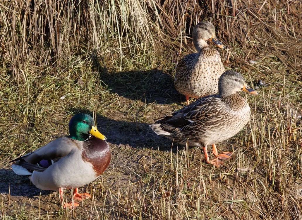 how long do mallard ducks live