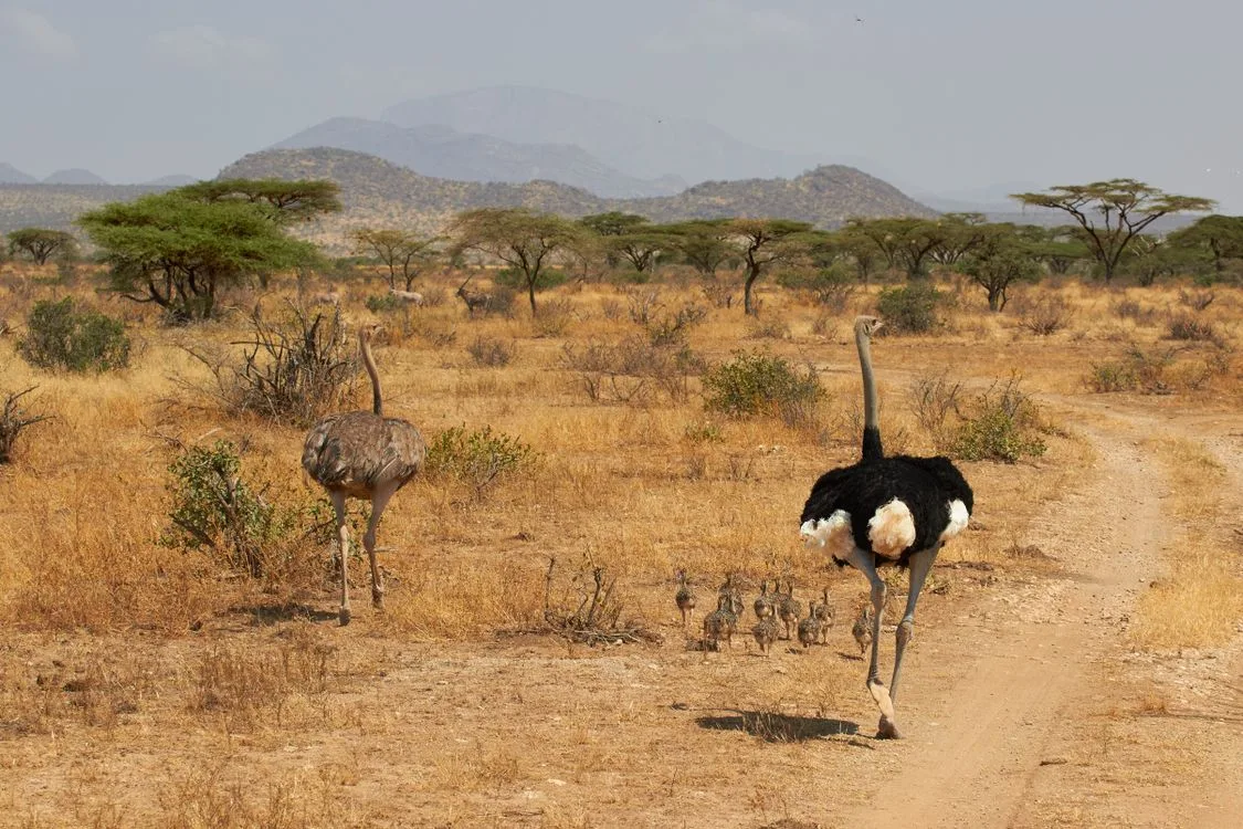 how long do ostriches live