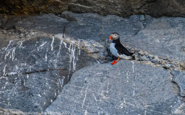 how long do puffins live