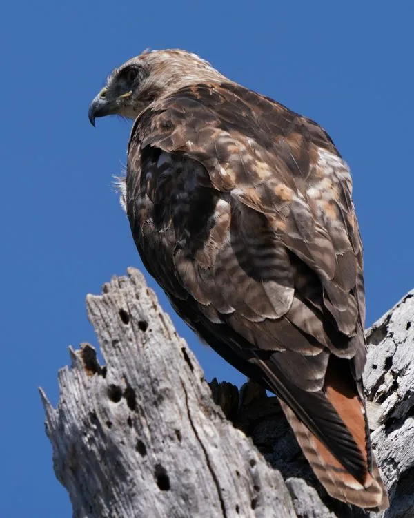 how long do red tailed hawks live