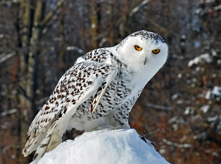how long do snowy owls live